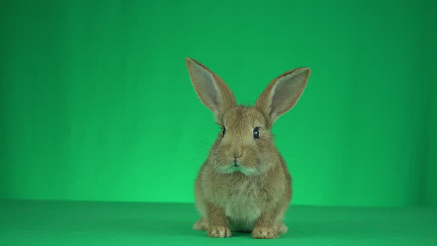 rabbit green