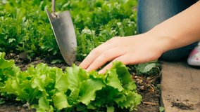 Closeup 4k video of young woman working in garden and taking care of fresh green lettuce
