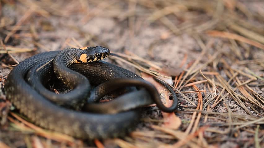Grass Snake Natrix Natrix Adder Head Raising Defensiveness In Forest Early Spring Forest. Snake Moving A Coil.