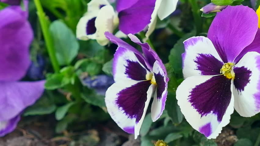 Beautiful pansies of flowers in the garden. Violets summer day closeup. Time lapse video 1920×1080