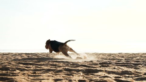 active and energetic pet dog beagle run fast, play lively with ball, while walking along the sand seaside beach during sunset in the summer evening in slow motion