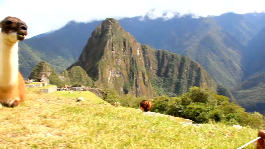 Llama comfortably chewing grass with Machu Picchu ruins on the background
