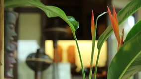 Strelitzia, Bird of Paradise Flower with blurred vintage background (Crane flower, Orange Asian Flower) Paksong, Champasak, Laos, 20 May 2017, 1080p HD video, footage clip