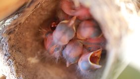 Video blind nestlings in the nest