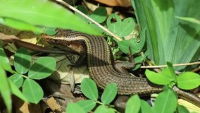 Skink hides under grass leaves in garden (Asia Skink, Asian animal) Paksong, Champasak, Laos, 20 May 2017, 1080p HD video, footage clip