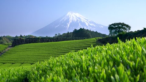 Growing green tea field with the background of Mt fuji tilt-up. Shizuoka Japan UHD 4K