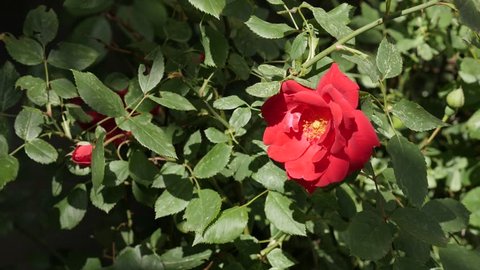 Close-up of red Rosa plant shrub slow-mo 