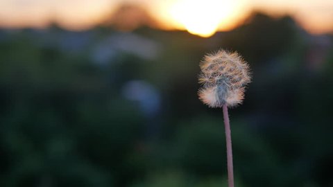 Dandelion blowball at the sunset. Dandelion seeds flying on the wind. Shallow depth of field, close up.