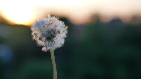 The wind blows dandelion parachutes on the sunset background. Shallow depth of field, close up.