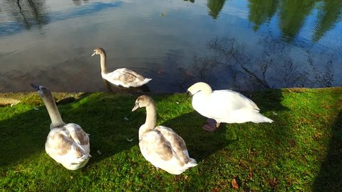 Old, grown up and some young swans resting on the shore by the lake.