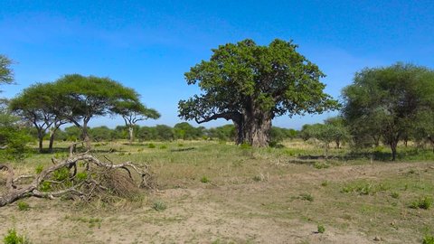 Pan Across Argan Tree Farm Morocco Stock Footage Video (100% Royalty ...