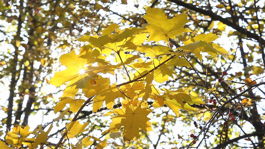 Autumnal maple foliage with sun outdoor