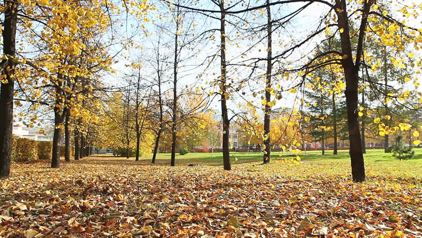 Autumnal park with beautiful trees during sunny day
