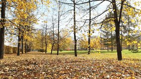 Autumnal park with beautiful trees during sunny day