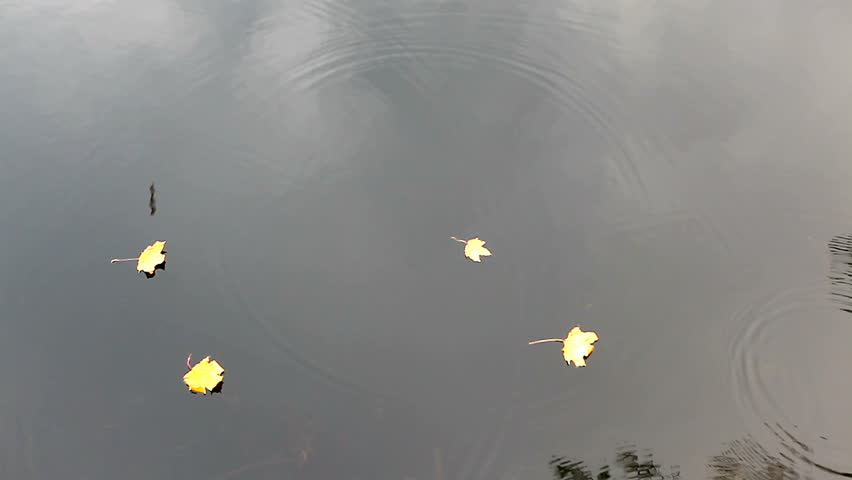Autumnal yellow maple leaves falling in a puddle