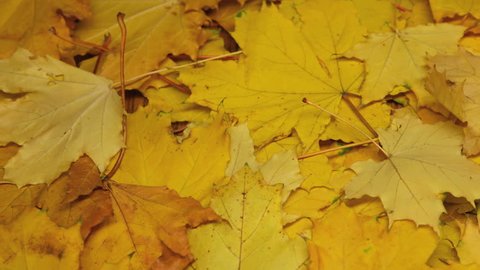 Autumnal maple dry leaves, timelapse