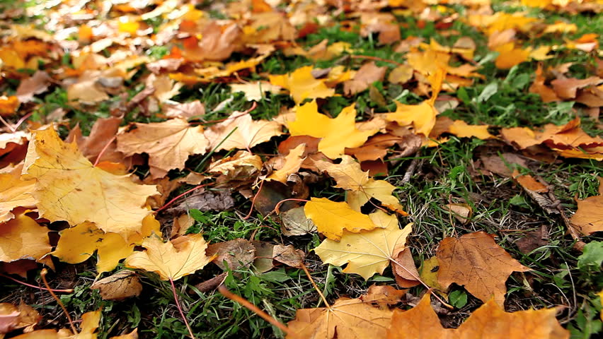 Autumnal landscape: yellow leaves lying on land