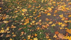 Maple leaves lying on land at autumn