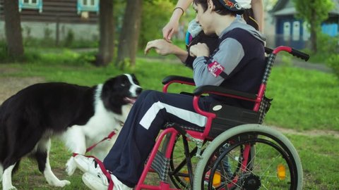 A disabled person plays with a dog, canitis therapy, disability treatment through training with a dog, Man in a wheelchair 4k