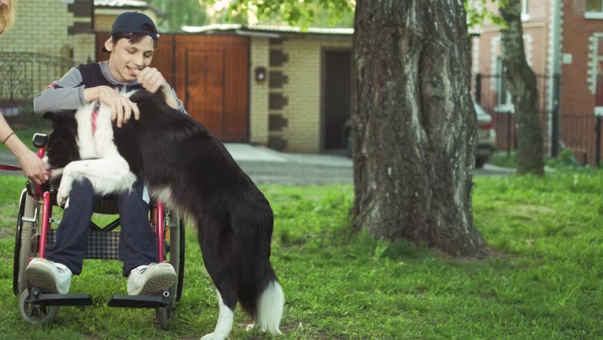 A disabled person plays with a dog, canitis therapy, disability treatment through training with a dog, Man in a wheelchair 4k