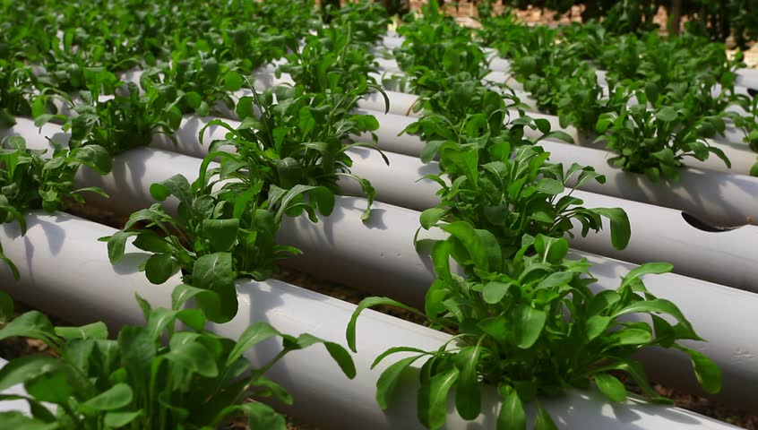 Hydroponic natural products