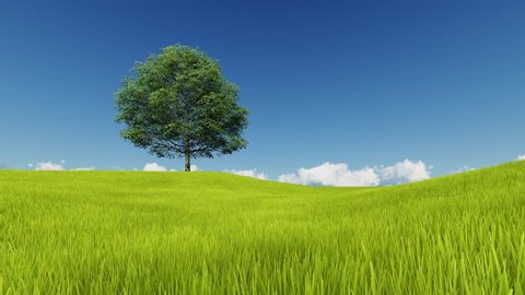 Tree and lawn on a background of clear sky