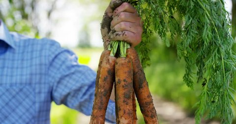 The farmer is holding a biological product of carrots, hands and carrots soiled with earth. Concept: biology, bio products, bio ecology, grow vegetables, vegetarians, natural clean and fresh product.	