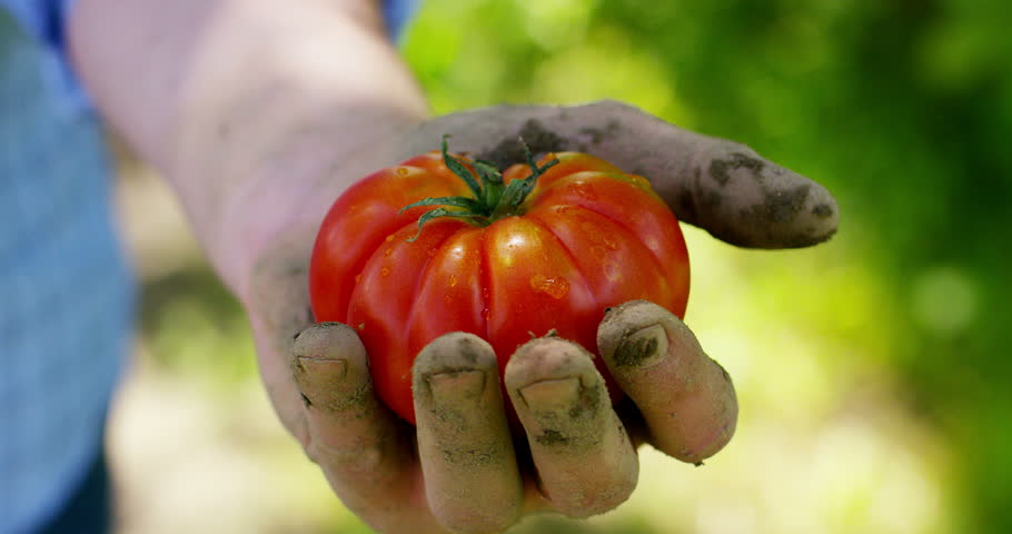 Урожайность томата чудо земли. Пасынковать томаты.