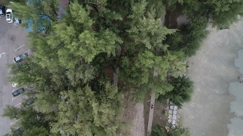 Aerial view of Rhu Trees and Mangrove Swamp at Taman Gelora, Kuantan, Pahang, Malaysia from a drone. 4K 60FPS ungraded footages