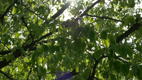 Green Leaves On A Tree And Bright Sun