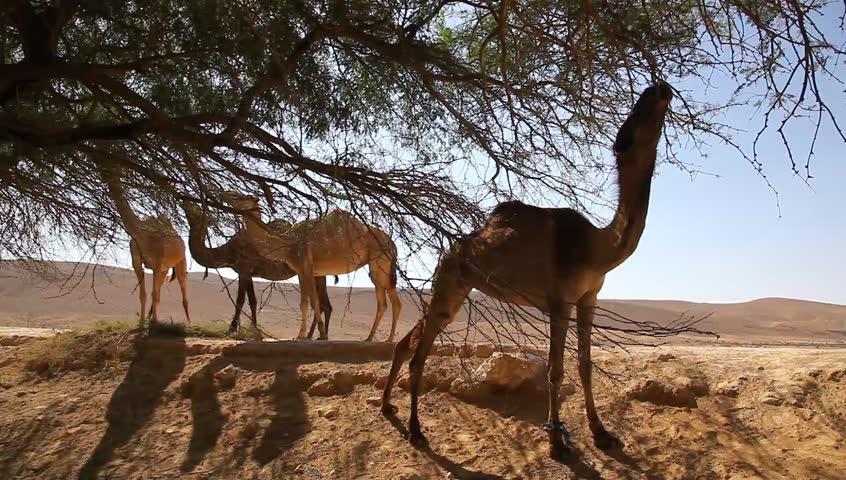 camels eat tree oasis desert Stock Footage Video (100% Royalty-free