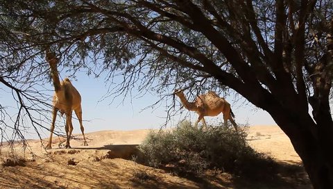 Camels eat from tree in oasis in the desert