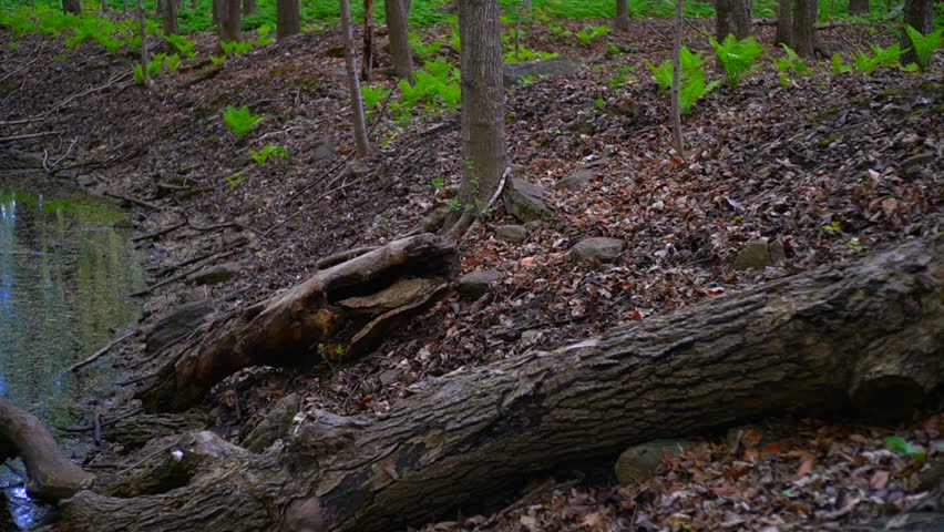 Forest Creek (4K UHD Cinematic Steadicam Shot)