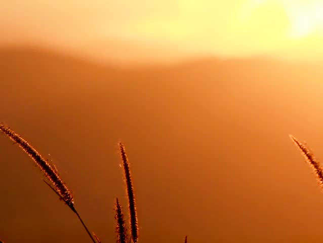 Flower grass blow,The back is high mountains at sunset.