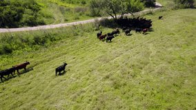 Aerial video of cow cattle running on the farm fields in Cordoba, Argentina.