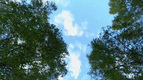 clouds run above the trees. timelapse 4k video