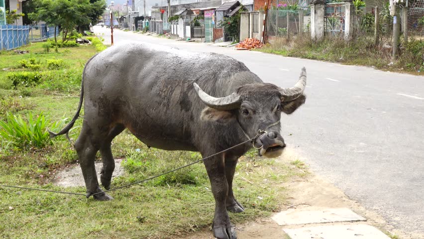 Asia buffalo at Da Lat, Lam Dong, Vietnam