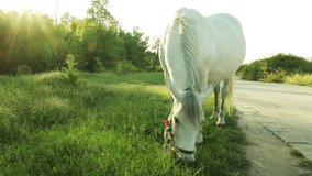 A horse is grazing near a country road - HD video. 