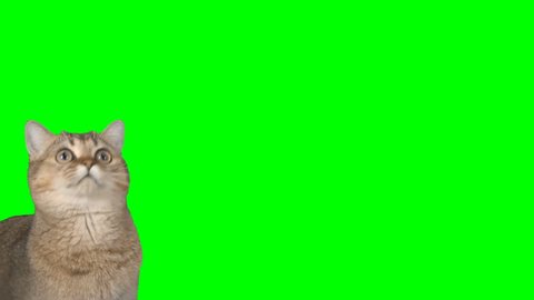 4K Cat Looking Around with Cutie Face Chroma Key Background Green Screen Scottish Straight