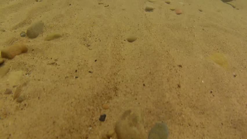 Underwater shot of a tropical ocean floor