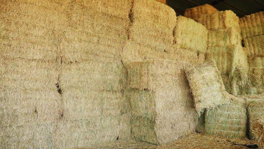 Stacked bales in the barn overall plan. Wheat hay in curing process