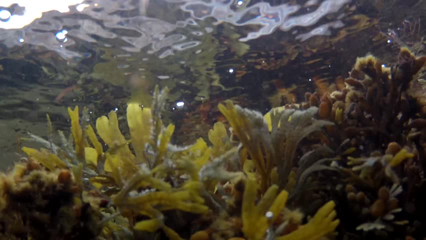 Underwater shot of a tropical ocean floor