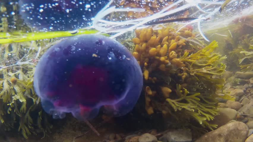 Underwater shot of a colorful jellyfish floating in the ocean shore