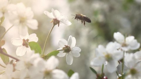 Bees fly to Blossoming Tree, slow motion