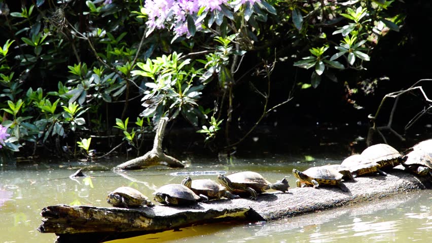 Group of red eared turtles trachemys scripta elegans gathered in the sun and relaxing on a dead tree log in the water close up view