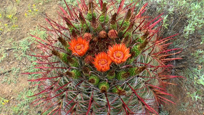 Vibrant ,orange flowers bloom from barrel cactus sporting sharp hooked, red spikes, amid bright green leafy vegetation that sprouts in Arizona desert after summer rain. 1080p