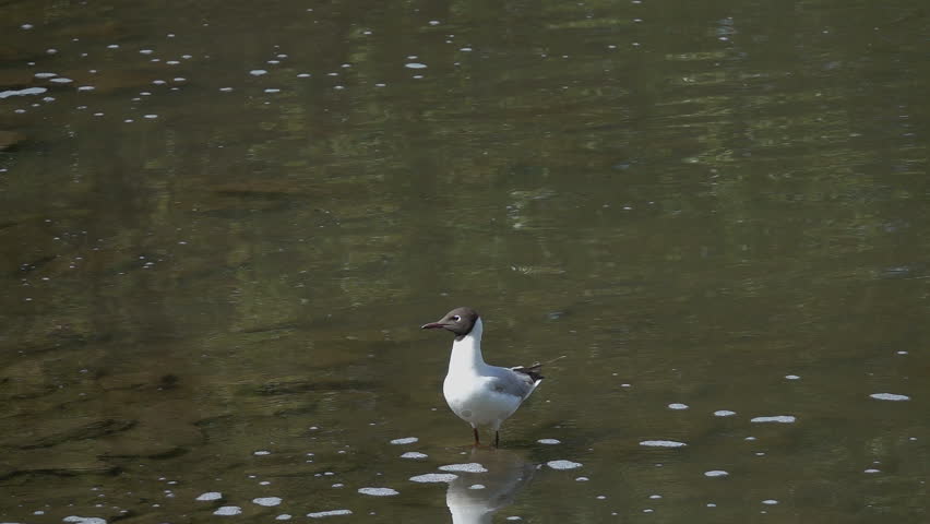 Gull soars from the water surface. Slow motion, slowed down ten times from 240 fps to 24 fps