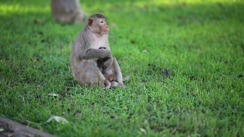 Family of monkeys - mother with small baby.