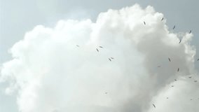 High Speed Group of birds flying around blue sky