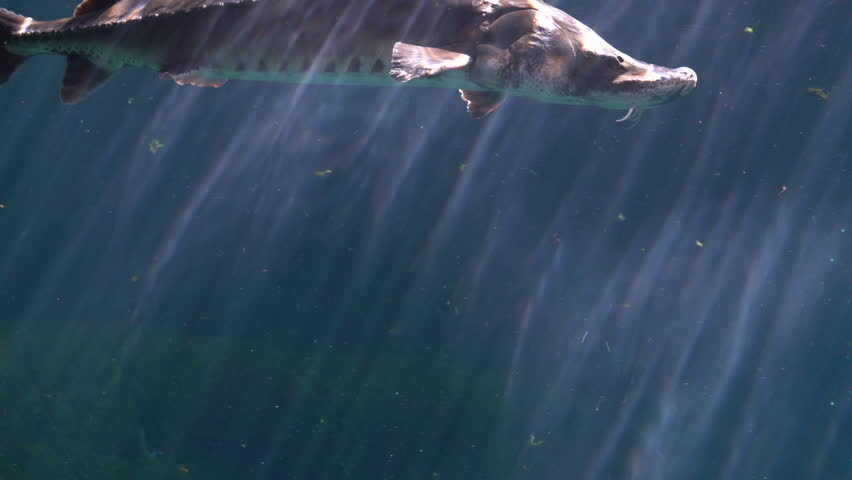 Cinematic Underwater Shot of Atlantic sturgeon (Scientific name: Acipenser oxyrinchus - Phylum: Chordata - Class: Osteichthyes (bony fish) - Order: Acipenseriformes - Family: Acipenseridae)